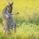 Amusing Finalist Photographs from the 2023 Comedy Wildlife Photography Awards